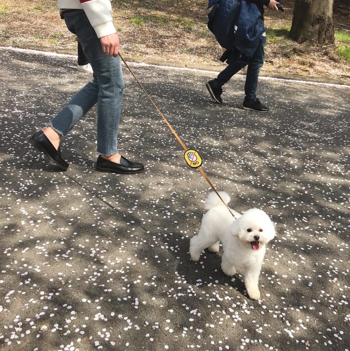 강아지와 산책