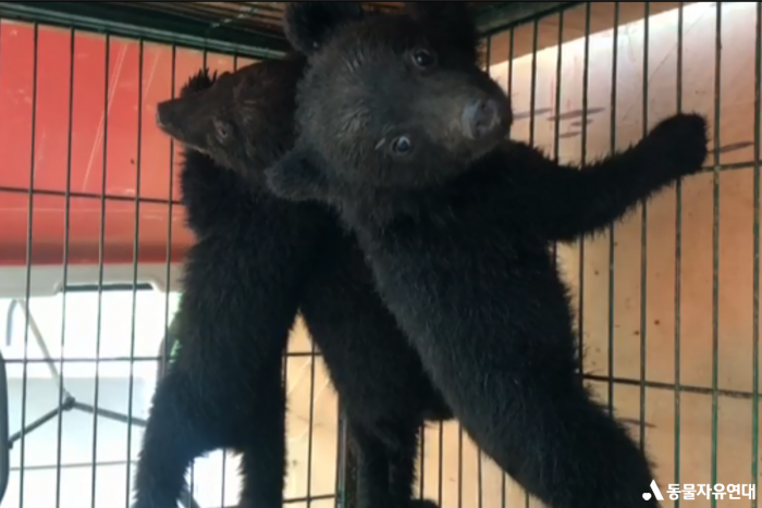 올해 불법번식한 새끼 반달가슴곰(사진=동물자유연대)