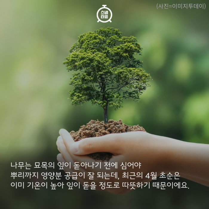 [카드뉴스] 빨라진 봄…기후 변화 맞춰 식목일 앞당겨지나?